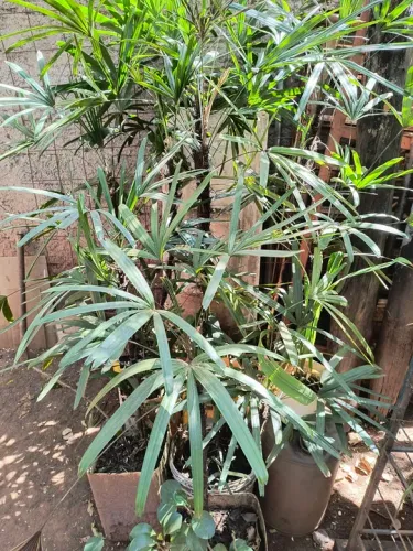 Rhapis excelsa