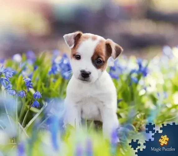 Jack Russell - Pequeno, valente e cheio de energia! 