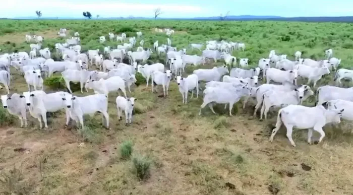 Fazenda a VENDA, em Paranã Tocantins!!!