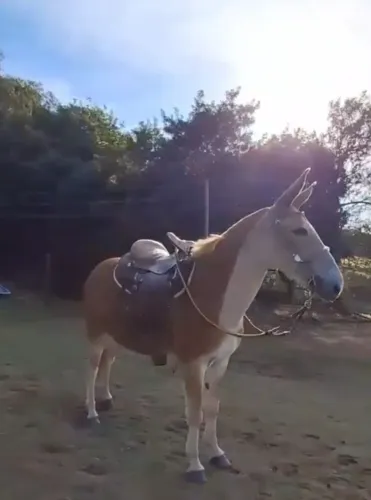 MULA DE MARCHA PICADA 