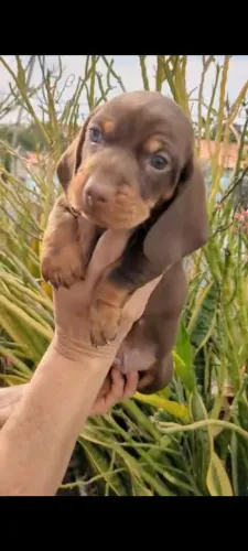 Lindos filhotes a venda 
