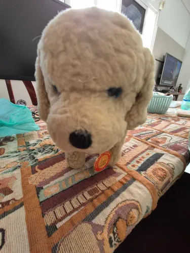 Cachorro Xodo - mimo