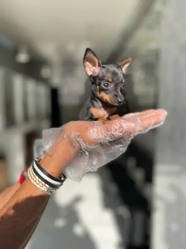 Pinscher mini Filhotes Entregues com Vacinação Importada, Pedigree e Total Transparência