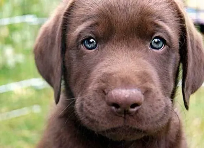 Filhote Labrador Chocolate e caramelo como doce 