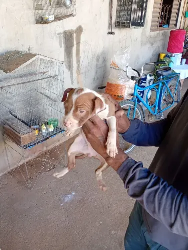 Cachorro Pitbull 