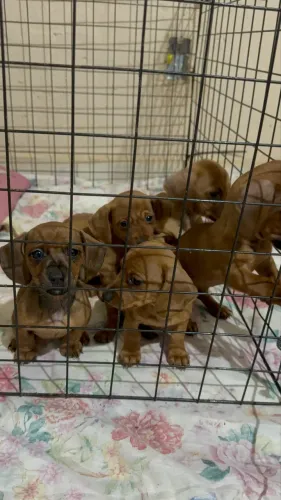 Filhotes de mini Basset dachshund fêmea e machos! PROMOÇÃO!!!