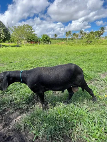 Borrego Santa Inês 