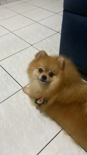 Spitz alemão anão fêmea ursinha 1 ano com pedigree