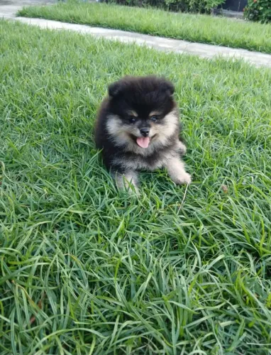 Spitz Alemão