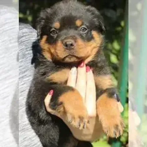 Rottweiler,Rottweiler Filhote Top Padrão da Raça
