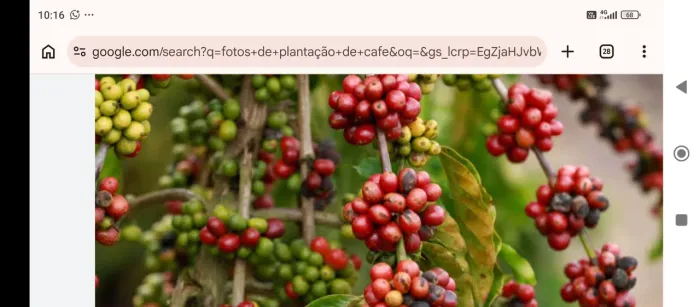 Fazenda potencial produção de café ....Minas Gerais !!