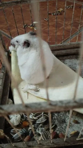 Vendo hamster ?