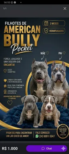 American bully pocket merle e triblue 
