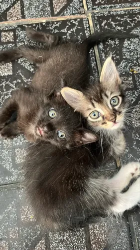 Gato para Adoção