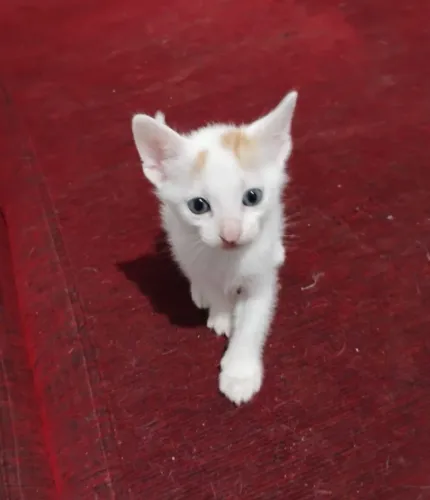 Gatinho filhote lindo para adoção