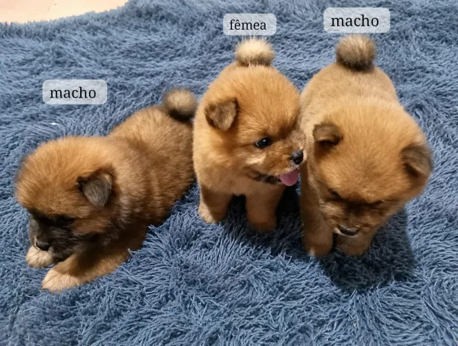 Filhotes de Chow Chow 