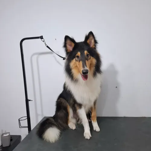 Rough Collie