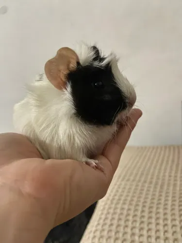porquinho da índia 