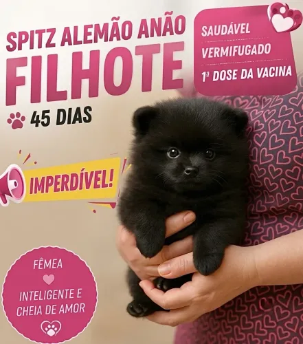 OPORTUNIDADE FÊMEAS Lulu da Pomerânia Filhotes SPITZ ALEMÃO