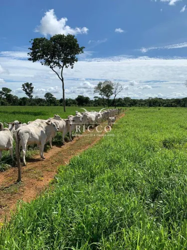 Fazenda à Venda em Formosa-GO | 200 Hectares | Estruturada para Pecuária