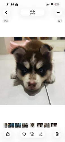 Husky Siberiano 