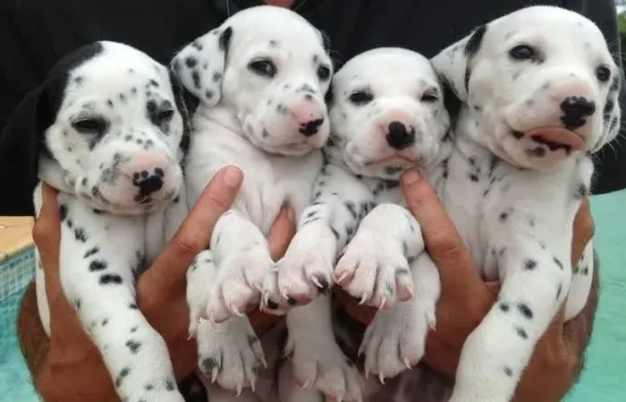 Filhotes dalmata