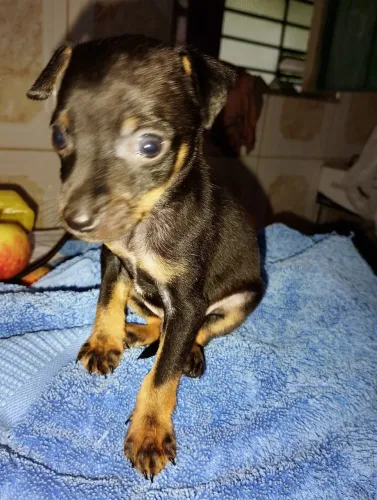 Pinscher macho