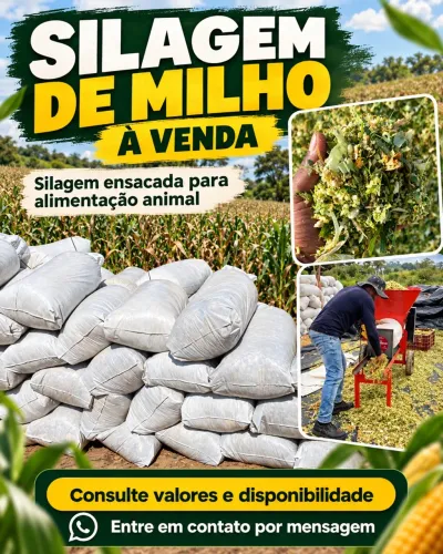 Silagem de Milho