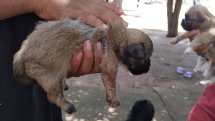 Filhotes de Ilhasa com shih-tzu