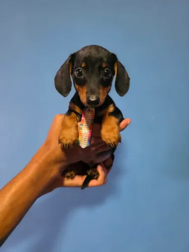Dachshund