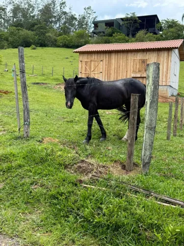 Vendo cavalo
