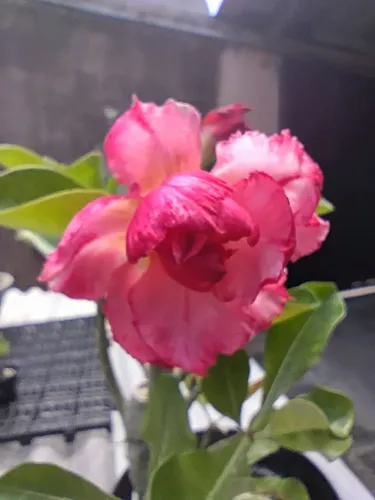 Rosa do deserto de semente