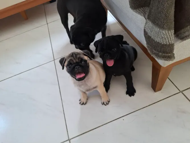 Filhotes de pug