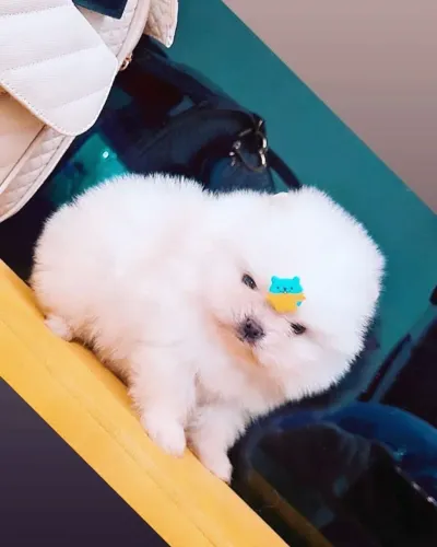 Cachorro Lulu da Pomerania condição especial neste mês