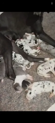 Filhote Dogue Alemão 