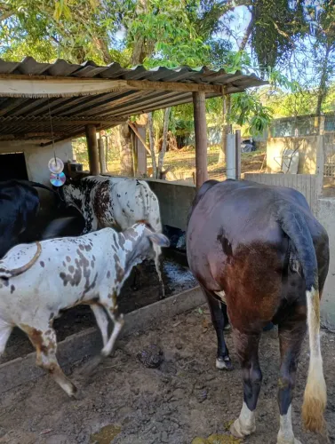Vacas e novilhas VENDO OU TROCO 