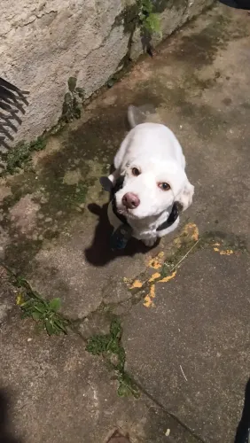 Doa-se cachorro