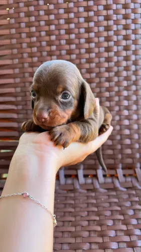 Dachshund Salsichinha
