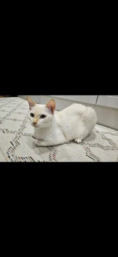 Doa-se gatos