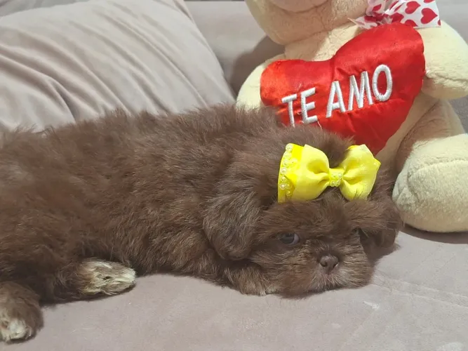 Linda Shitzu fêmea fígado solido