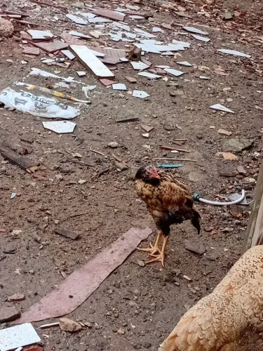 Frango caipira 