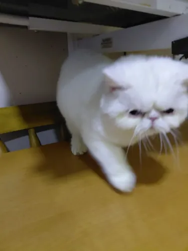 Lindos Gatinhos Persa exótico machos vacinados