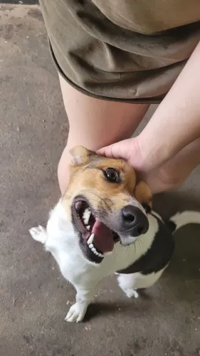 Cão que precisa de Casa Urgente 