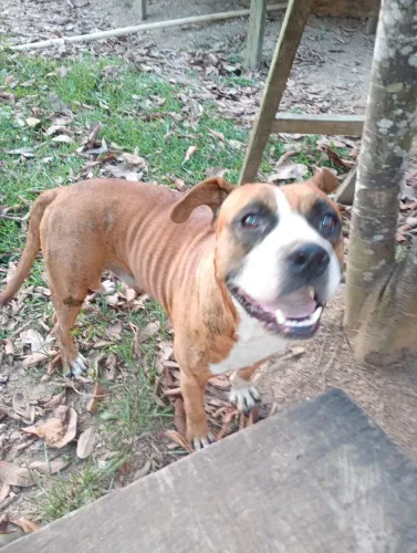Cachorro