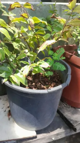 Mudas de jabuticabeira 