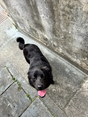 Cachorro perdido