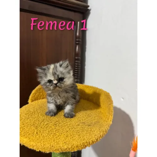 Persa Fêmea Linda 
