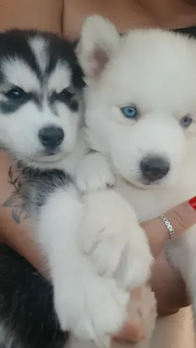 Husky Siberiano