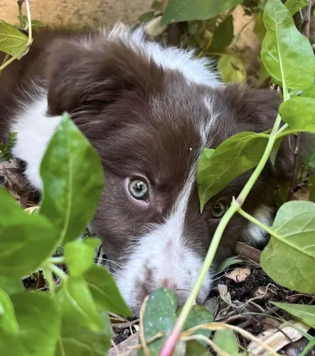Filhote border collie, Dê um lar a um filhotinho e ganhe um amor para sempre!