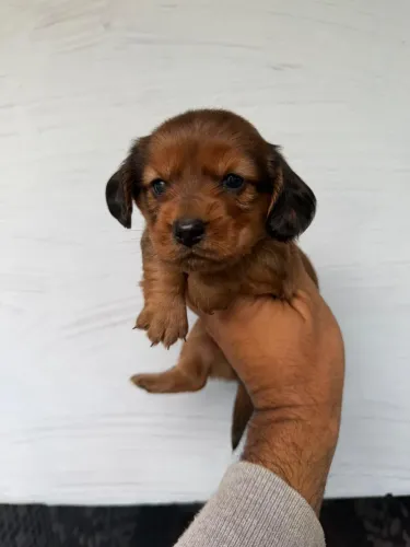 Linda fêmea de Dachshund pelo longo na cor dourada!
